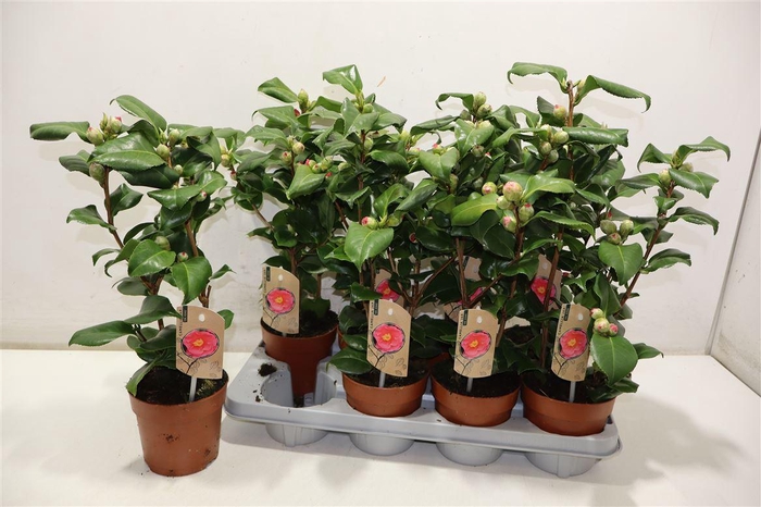 <h4>arr8 Came J Dr King</h4>