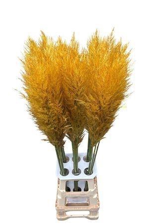 <h4>SNIJBLOEMEN KLB H%</h4>