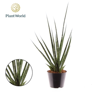Sansevieria 'Digitorum'