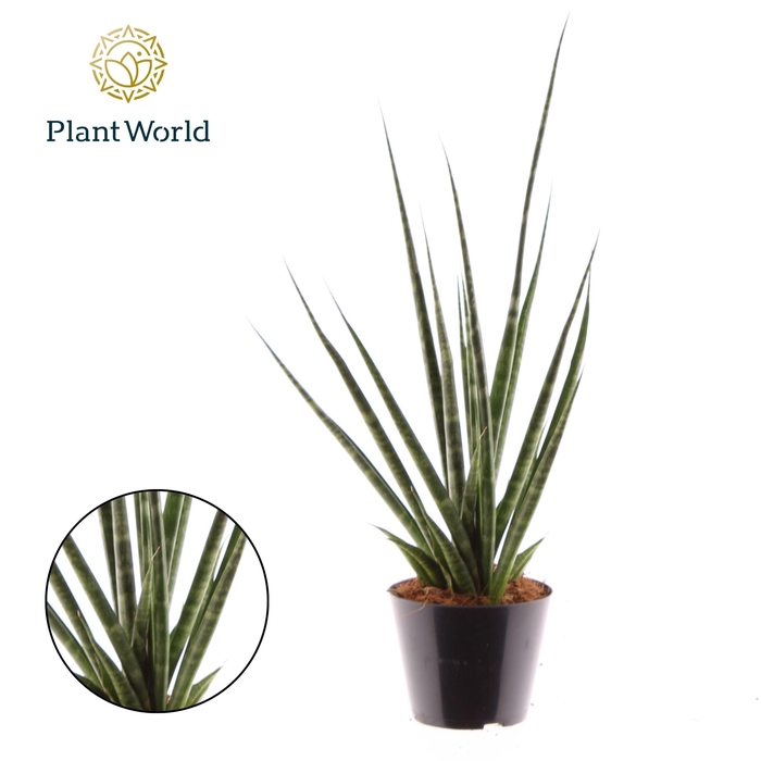 <h4>Sansevieria 'Digitorum'</h4>