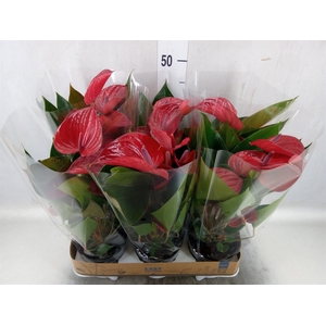 Anthurium andr. 'Picanta Red'