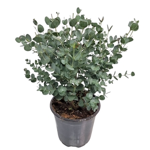 EUCAL GUNNII