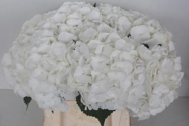 <h4>HYDR M CH ALLURE</h4>