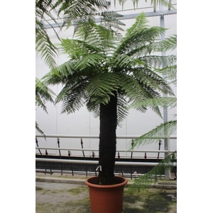 Dicksonia antarctica