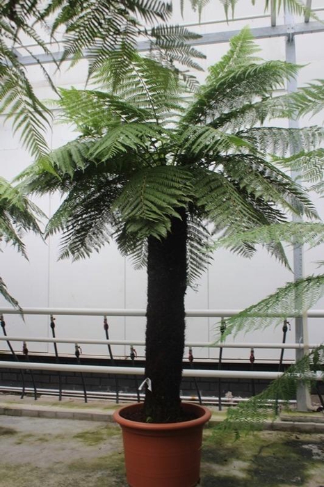 <h4>Dicksonia antarctica</h4>