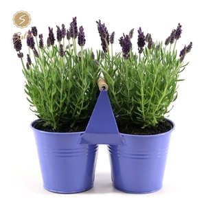 Lavandula st. 'Anouk'® Collection P12 in Zinc Purple Duo