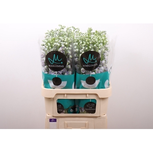 Delph Triton Lavender Marginpar