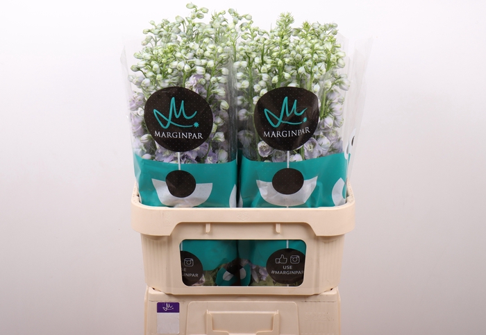 <h4>Delph Triton Lavender Marginpar</h4>