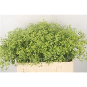 Alchemilla M Robustica