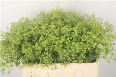 <h4>Alchemilla M Robustica</h4>
