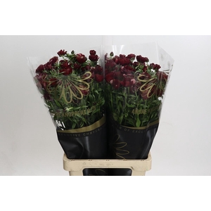 Ranunculus Magical Chocolate