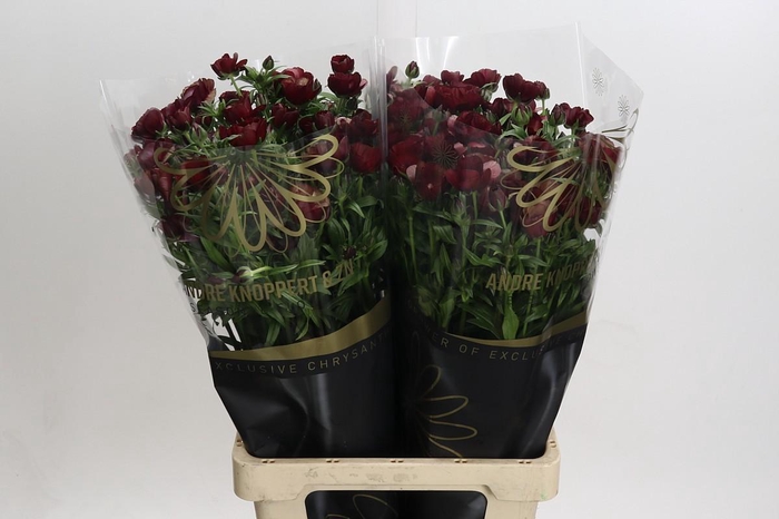 <h4>Ranunculus Magical Chocolate</h4>
