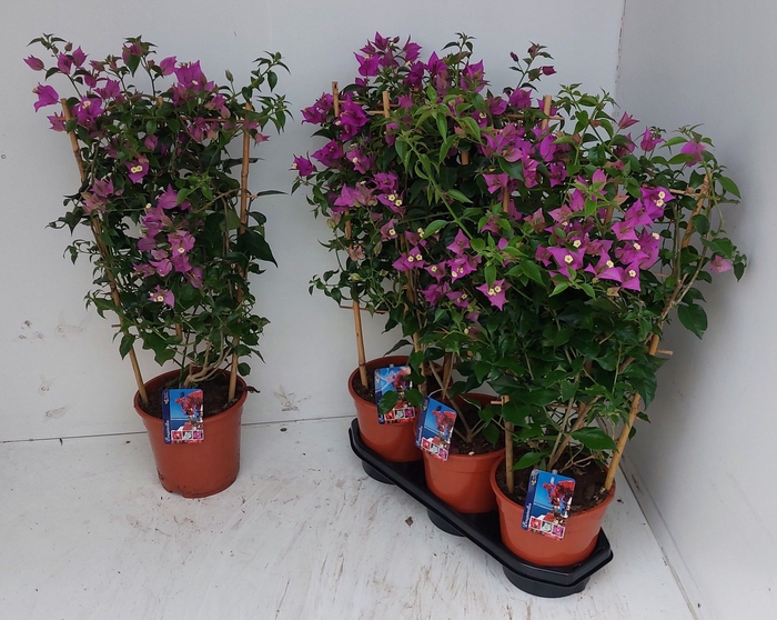 <h4>BOUGAINV ALEXANDRA</h4>