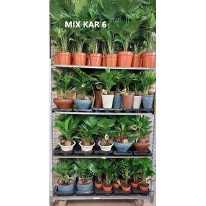 Livistona mixkar 6
