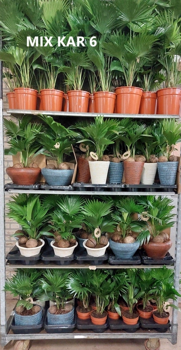 <h4>Livistona mixkar 6</h4>