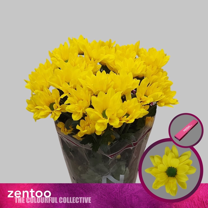 <h4>Chrysanthemum TR 'Felicitas'</h4>