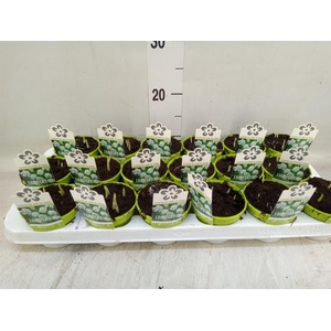 Fritillaria meleagris 'Alba'