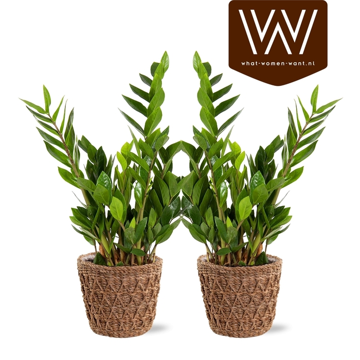 <h4>ZAMIO ZAMIIFOLIA</h4>