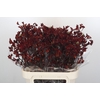 Anigozanthos Bush Ruby