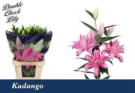 <h4>Li Or Du Kadango</h4>