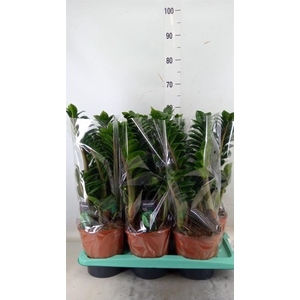 Zamioculcas zamiifolia 'Zenzi'
