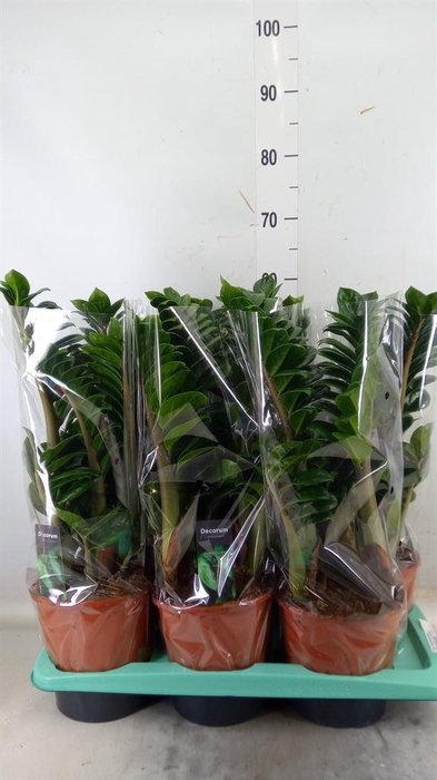 <h4>Zamioculcas zamiifolia 'Zenzi'</h4>