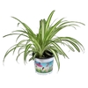 Chlorophytum Com Variegatum PetSnack