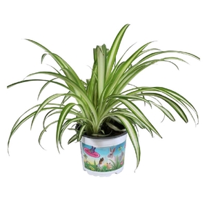 Chlorophytum Com Variegatum PetSnack