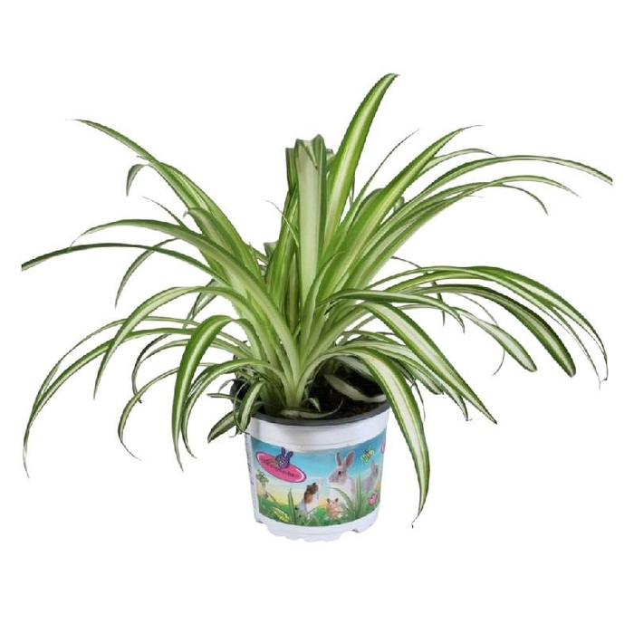 <h4>Chlorophytum Com Variegatum PetSnack</h4>