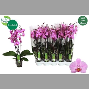 PHAL AN PITTSBURGH 4 SPIKE