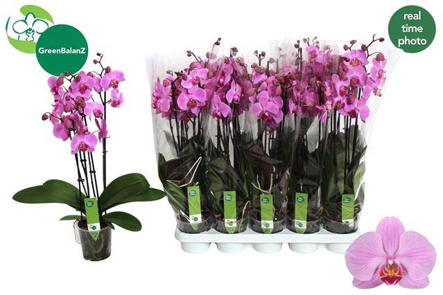 <h4>PHAL AN PITTSBURGH 4 SPIKE</h4>