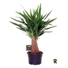 Yucca elephantipes over