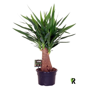 Yucca elephantipes over