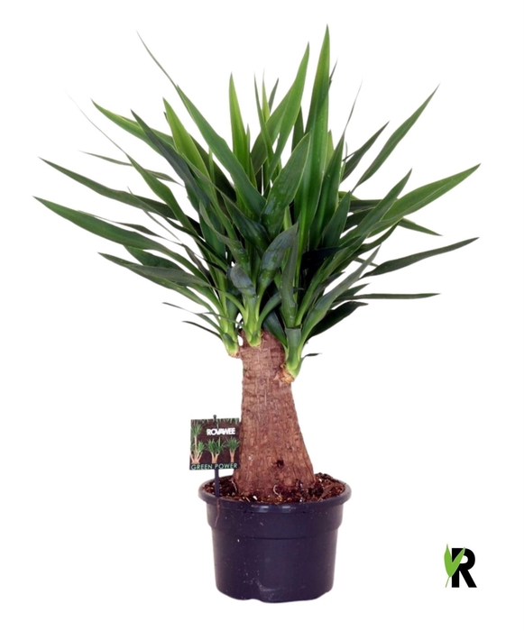 <h4>Yucca elephantipes over</h4>
