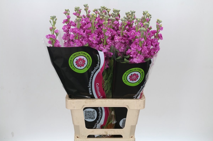 <h4>Matthiola Iron Hot Pink</h4>