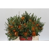 Banksia Dryandra