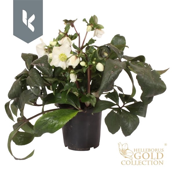 <h4>HGC Helleborus Ice N Roses White</h4>