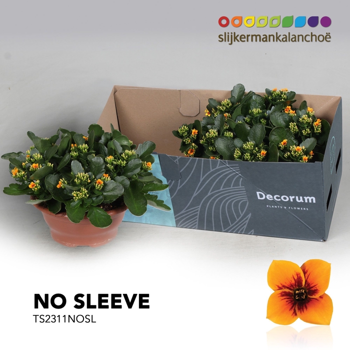 <h4>Kalanchoe No Sleeve - Tiger Orange</h4>