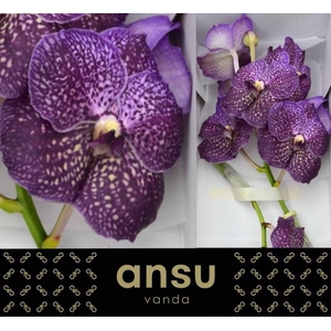 Vanda Violetta Dark