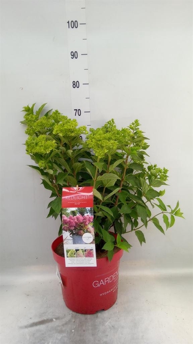 <h4>Hydrangea pan.</h4>