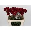 Dahlia Red Jill