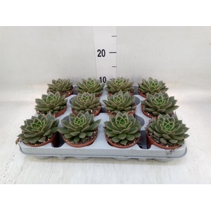 Echeveria   ...not flowering