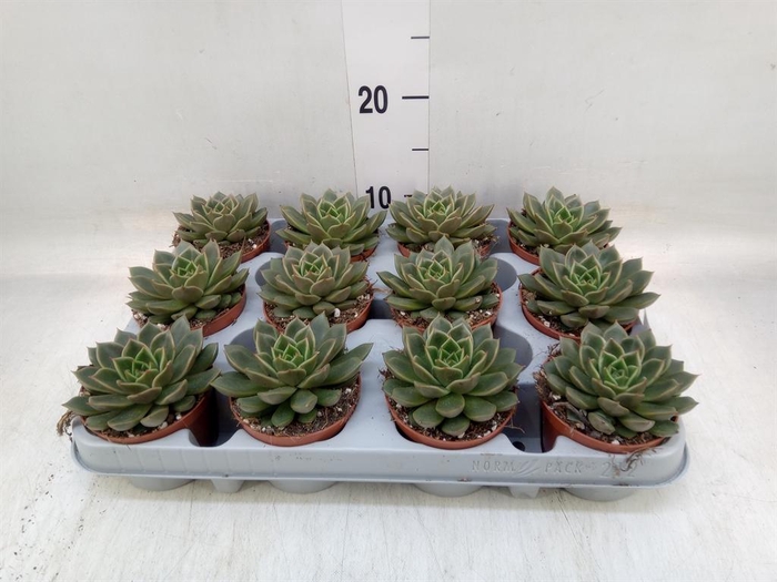 <h4>Echeveria   ...not flowering</h4>