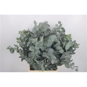 Euc Cinerea Per Bunch 150 Gram