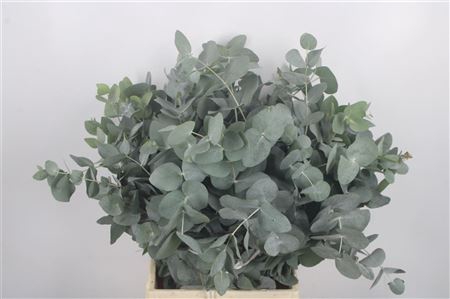 <h4>Euc Cinerea Per Bunch 150 Gram</h4>