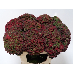 HYDR M MAG CHARLO CL