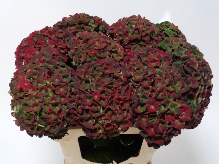 <h4>HYDR M MAG CHARLO CL</h4>