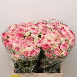 Ran Su Sr Felicidade White Pink 1a