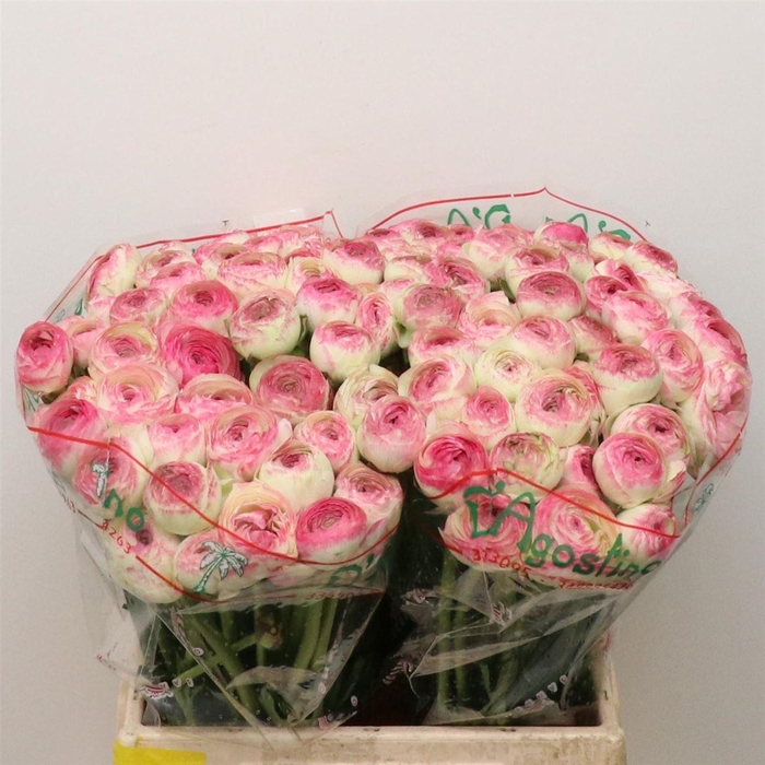 <h4>Ran Su Sr Felicidade White Pink 1a</h4>