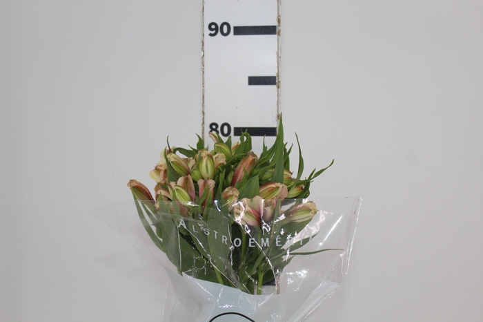 <h4>ALSTROEMERIA DIRTY DANCING 080 CM</h4>